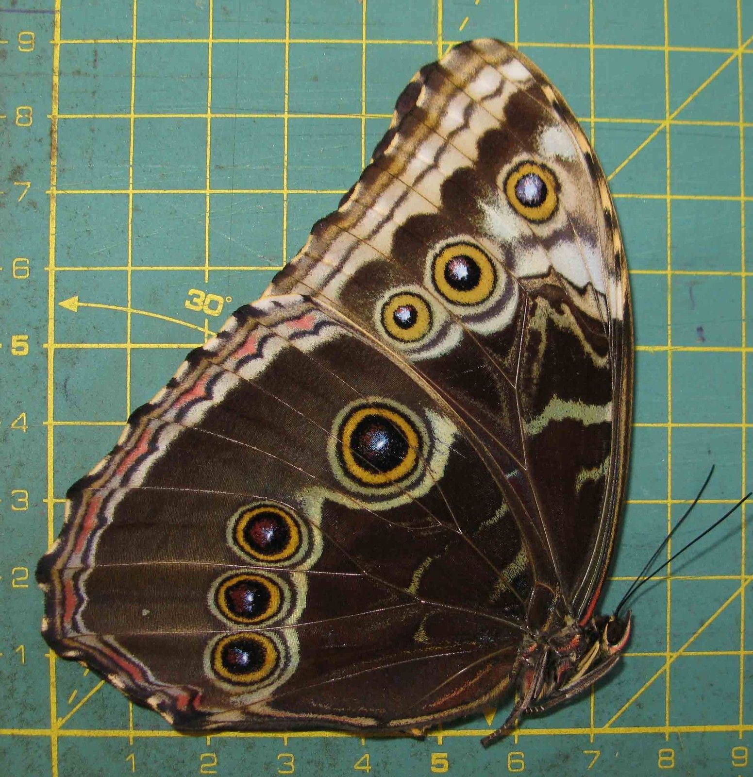 Morpho helenor female (ssp ex pupa aberration cod 463d) Internet Image property of respective owner, non-commercial use only